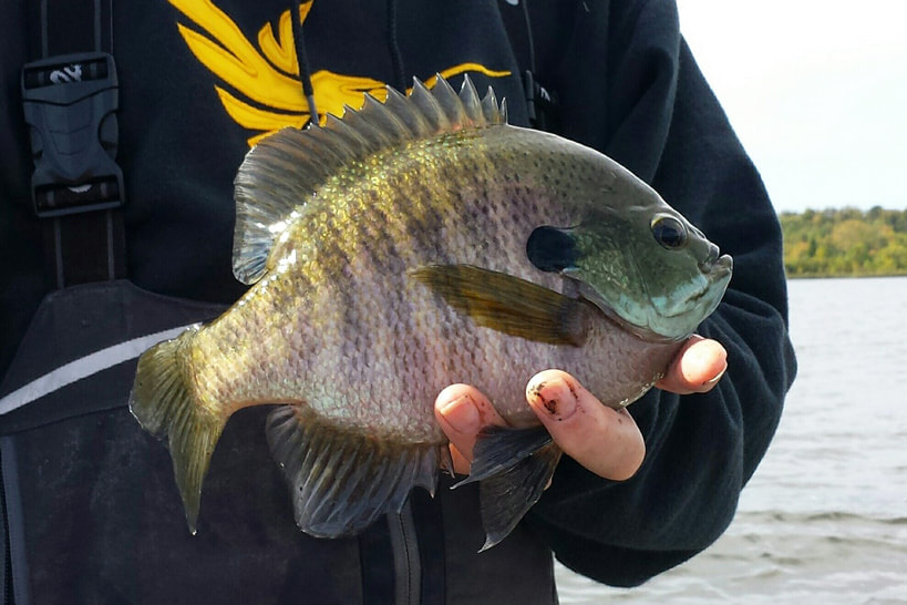 sunfish caught by Northland Lodge guest